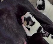 puppies dog drinking milk from breast mother free video.jpg from mulher breast milk cachorro