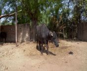 indian village buffalo free video.jpg from indian desi video village video in hindi clear voice chudai