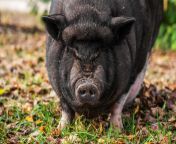 1485040 gros plan d un cochon noir gratuit photo.jpg from gros plan de