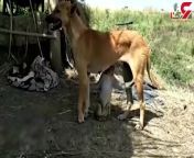 مادری کردن یک سگ برای بچه میمون.jpg from فیلم سوپر اسب بازن
