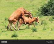 7982303.jpg from bull mating one