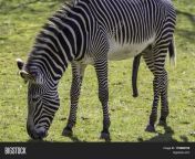 175660702.jpg from big dic panis zebra sex mating