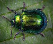 macro photography of jewel beetle on green leaf 1114318 1170x780.jpg from com bug