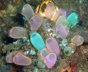 sea squirt 1.jpg from squirt anima