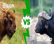 bison vs buffalo 1200x627 1.jpg from and bufalow