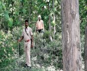 forest guard mar1 1 1200x768 jpegsize1200675 from indian forced in jungle for sexhanthi all hot bed relly sex video