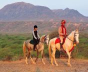 horseback on marwari.jpg from xx marwari video page