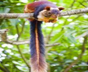 colorful squirrel tail.jpg from indian giant