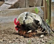 rooster and hen mating 1.jpg from hen mating chicken