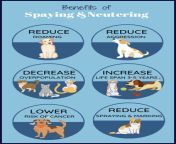 63e568b9119d6d23e0890705 benefits of spaying infographic.jpg from spay