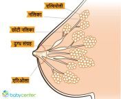 breastmilk diagram hindi.jpg from aorat ka doodh kaisy banta hai