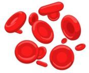 red blood cells header image multi.jpg 250.jpg from red blood 15