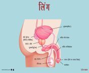 image of the penis in hindi.jpg from लिग