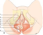 1 s2 0 s1282912910701197 gr4.jpg from disección perineal femenina