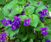 violets 62643.jpg from purplevioletta