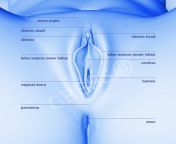 vulva anatomy en.jpg from labia six