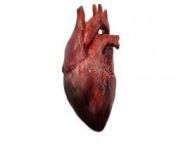 human heart beating 3d model f6i7wphv 200.jpg from 3d beating