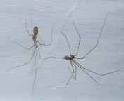 cellar spiders making a web.jpg from spider controls our life for 24 650k views months ago