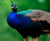 indian blue peafowl3 980x980.jpg from indian bule video