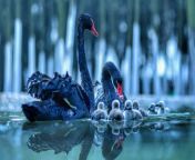 thumb2 black swans lake chicks swans beautiful birds.jpg from lae chicks