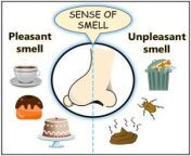 kinds of smell 300x257.jpg from smell ma