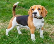 beagle.jpg from bigl