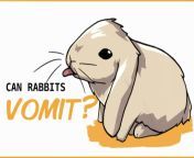 rabbit vomit featured 1024x683.jpg from bunny fart