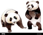 exotic panda wild animal isolated watercolor background illustration set watercolour drawing fashion aquarelle isolated isolated animal illustratio 2aanttd.jpg from exotic panda