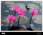 water lily shapla the national flower of bangladesh november 30 2006 2c5eypd.jpg from banglashapla