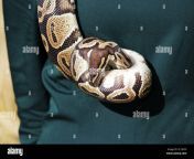 snake royal python or ball python python regius hangs around the girls neck in a green dress 2c183cp.jpg from python 技术稳定好用（kxys vip电报：@kxkjww） xog