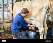 close up of a man milking a cow by hand 2b9aj7x.jpg from men milked se