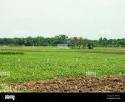 very beautiful jute field in bangladesh 2fmfn21.jpg from bangladeshi jute field sexnx