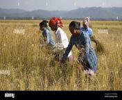 indian woman harvests paddy in nagaon district in the northeastern state of assam india nov 212021 photo by anuwar hazarikanurphoto 2kcwa82.jpg from assam nur