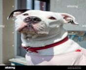 cute white female pitbull portrait red collar 2jmdxw6.jpg from rajasthani xxx com bpex chim d