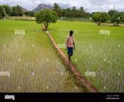 a farmer walks in his rice field in thammaiya doddi village in anantapur district in the southern indian state of andhra pradesh india wednesday sept 14 2022 ap photorafiq maqbool 2m9xp6p.jpg from indian field ap