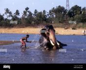 elephant bathing in river bharathappuzha kerala india asia 2pggxb5.jpg from kerala young bath scene