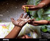 a woman showing mehandi henna applied on a girls hand tamil nadu south india india asia 2r5nm1a.jpg from homemade tamil sexan ka hand ki chut mainankladeshe dhaka nabwagunj sixcy video xxx2 com