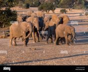 two breeding herds of elephant meeting and greeting in the mashatu game reserve botswana myc7rj.jpg from elepant meeting