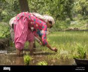 indian village women harvesting the paddy field p9jb1d.jpg from indian village women doing pooping in open field xxx video theif sex