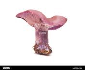 lepista nuda also clitocybe nuda wood blewit mushroom isolated on white pfg7tf.jpg from sumalathaxxx nudÃÂ ÃÂ¦ÃÂ¾ÃÂ ÃÂ¦ÃÂ¤