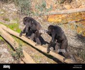 chimpanzee male and female in mating season in natural habitat pt3yd9.jpg from view of chimpanzees mating in manyara national park in tanzania video id817246154s640x640