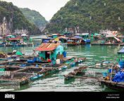 floating fishing village and fishing boats in cat ba island vietnam southeast asia unesco world heritage site r6a4af.jpg from beteranong site ng pagsusugal sa pilipinas hand lose6262（mini777 io）6060philippine fishing dragon tiger chess at lottery ay available lahat hand lost6262（mini777 io）6060philippines no 1 online entertainment vip treatment input ng kamay6262（mini777 io）6060 cst