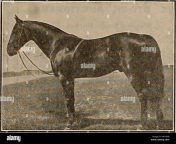 breeder and sportsman horses saturday february 15 1913 the breeder and sportsman the bondsman reg no 37641 sire of colorado e 3 204 etxzi the world winner of the matron american horse breeder and kentucky stock farm fu turities second in kentucky futurity the plunger 4 2071 quot old stallion of 1910 grace bond 3 209j kentucky futurity creighton 208i carmen mccan 2091 1912 divisions of record made in 1911 half brother to sorrento todd 4 214 belle sentinel i baron wilkes 2lls sire of 12 in 210 in cluding bumps 2034 rubenstein 205 ba rh745w.jpg from breeder fuckers。travis