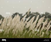 beautiful hairy white coloured grass flower with green stem named kaasi swaying in the wind with blurred trees and sky in the background r34cxf.jpg from hairy kash