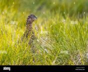 red grouse lagopus lagopus scoticus in natural environment scottish highlands scotland united kingdom europe t4gch7.jpg from and xxxan sc