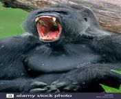 western lowland gorilla gorilla gorilla gorilla male silverback native to africa captive germany x52xgf.jpg from gorilla à¤à¥ à¤¸à¤¾à¤¥ à¤²à¤¡à¤à¥ à¤à¤¾ movies xxx
