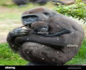 close up of a mother gorilla and her cute baby c57rph.jpg from mom ape