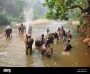 mahouts washing their elephants in river at maetaman elephant camp cn6hw2.jpg from bihari village bathing hidden cam video