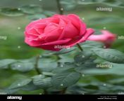 rose flower in ooty garden tamil naduindia d18ej0.jpg from tamil ros