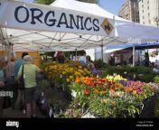 spring flowers for sale at the gand army plaza farmers market in park etw520.jpg from gand marke